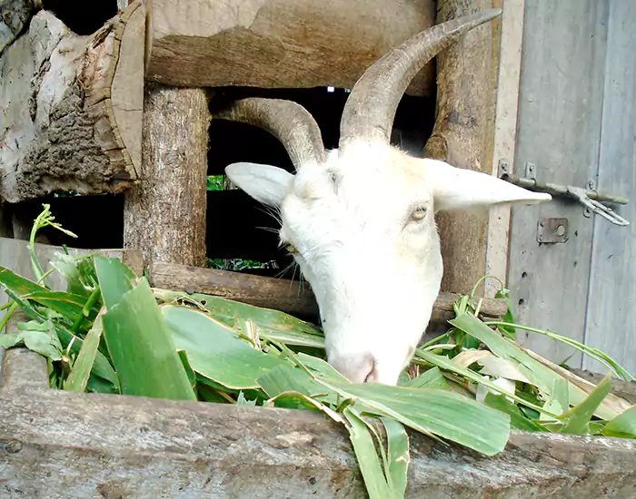 Home 11 women_goat_rearing (3)