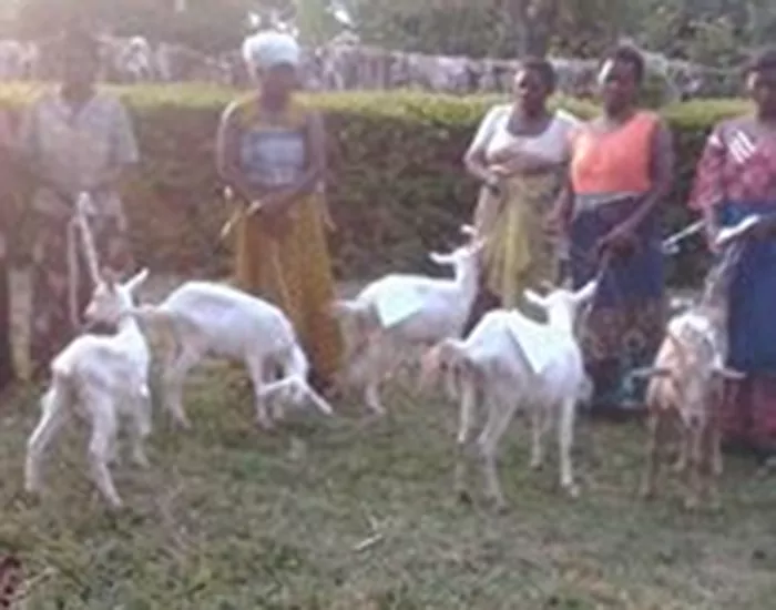 Home 16 women_in_kinyamaseke_receiving_exotic_goats (3)